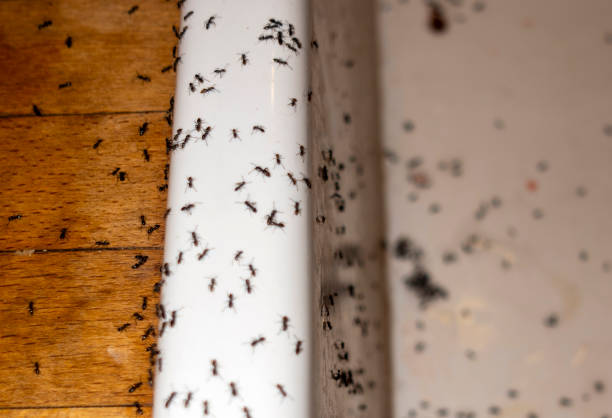 Best Wildlife Control Services  in Melcher Dallas, IA