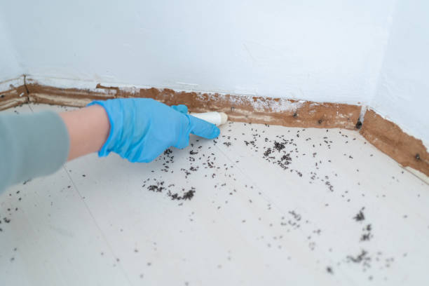 Best Ant Control Services  in Melcher Dallas, IA